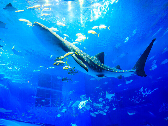 National Okinawa Memorial Park (Ocean Expo Park) Okinawa Churaumi Aquarium