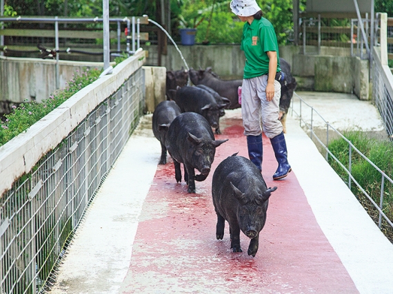 [Temporary closure] Agu-mura Ganaha Livestock