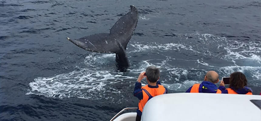 Winter only! The charm of the sea that can only be seen now! Whale watch