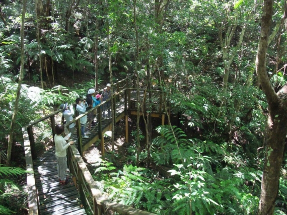 Yambaru Discovery Forest