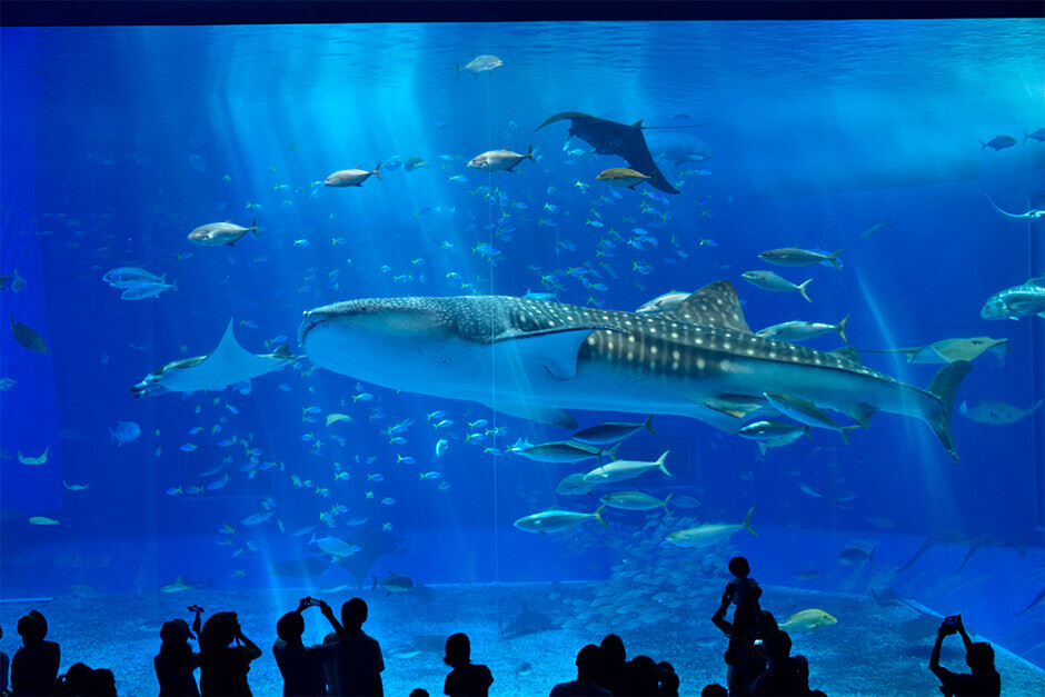 Okinawa Churaumi Aquarium. The breeding of whale shark by a huge aquarium is the highlight of Japan's leading aquarium in Motobu.
