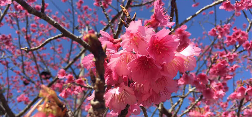 Don't miss the full bloom! Six Cherry Blossom Tours in Okinawa