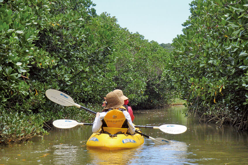 mangrove kayak tour