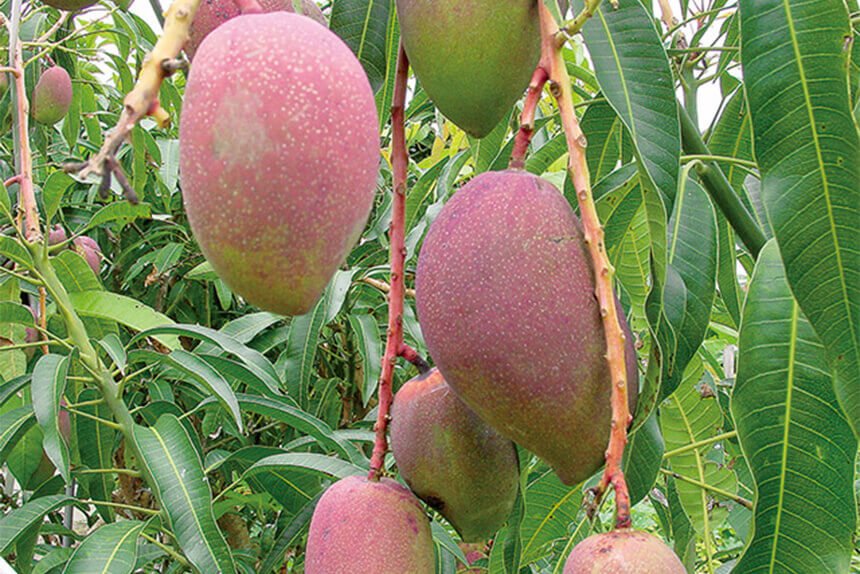 Mango _OKINAWA Fruit Land