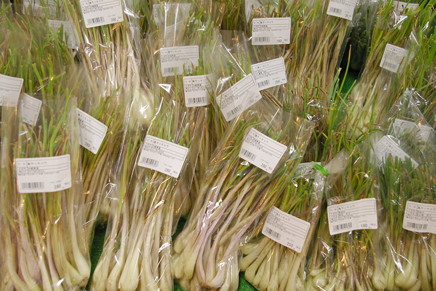 There are plenty of Shimano greens such as bitter gourd and island rakkyo.