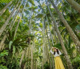 Chura palm park Okinawa, Southeast Botanical Garden
