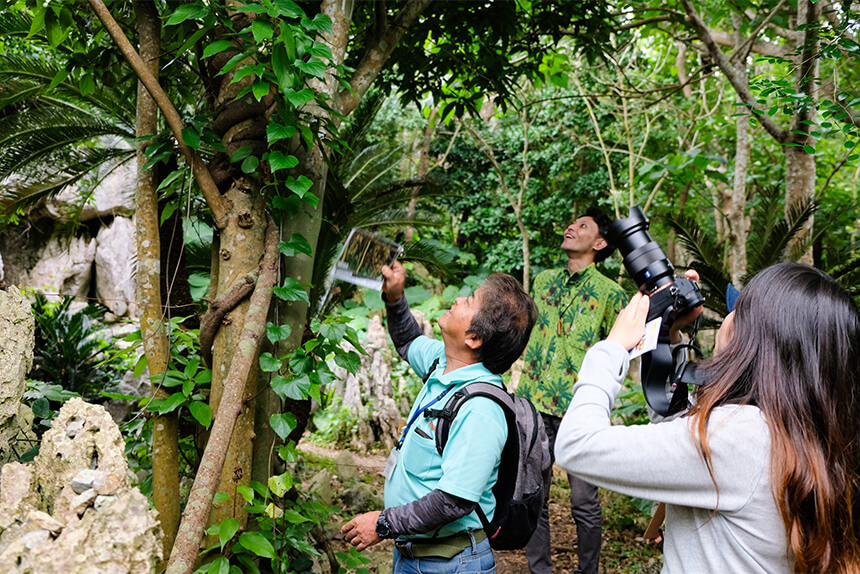 As you follow the trekking course, you will encounter rare plants and creatures that live in the nature unique to Yanbaru, Okinawa!