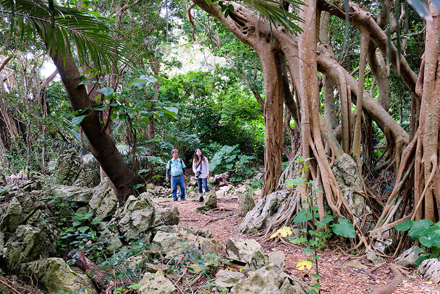 Take a stroll through the mysterious forest on the Yanbaru forest course.