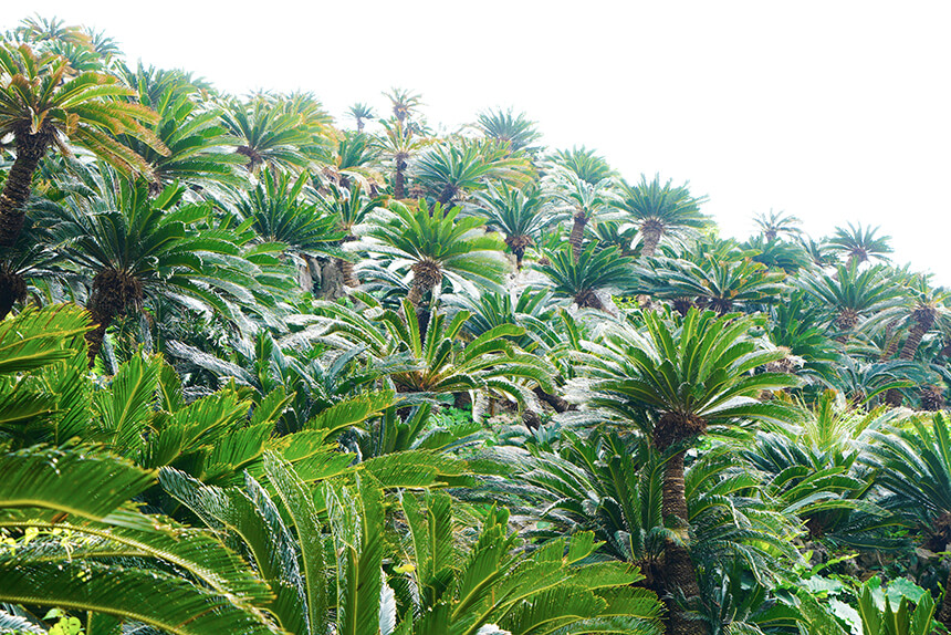 The cycad community was seen shortly after walking. A tropical plant commonly found in Okinawa.