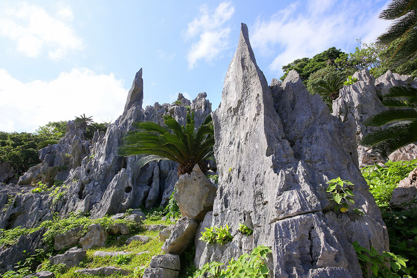 From a geological point of view, the origin of Okinawa consisting of 160 large and small islands, including the formation of Daisekirinzan, which has many unusual shaped rocks and megaliths, such as sharp pointed rock towers (Pinacles) and limestone plateaus (tower karst). Commentary.