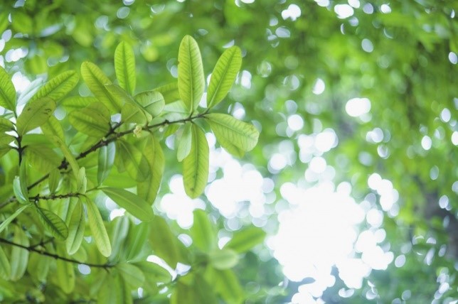 Fukugi leaf