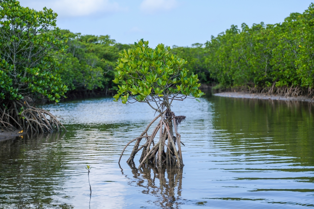 Urauchi River mangrove