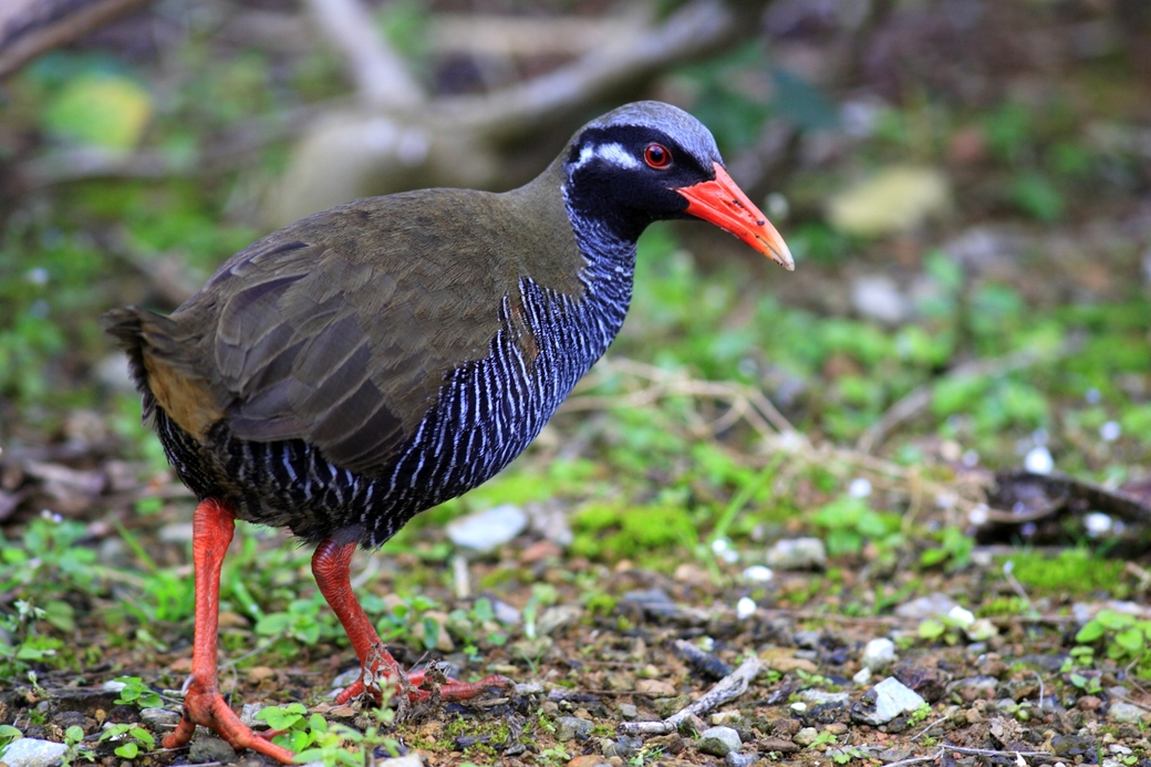 Natural Monument Okinawa rail